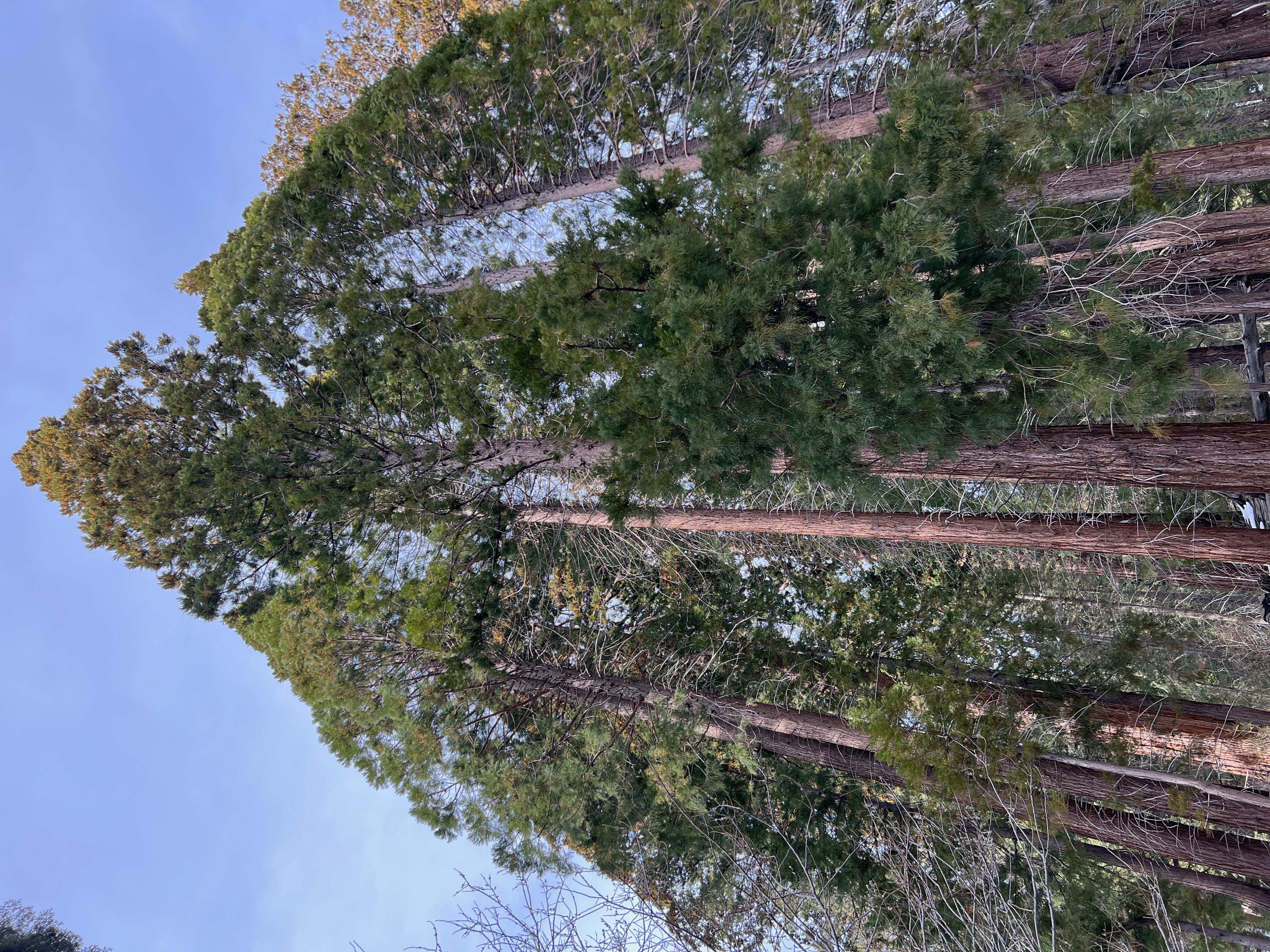 Sequoias Crown
